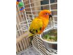 Adopt Buddy a Conure