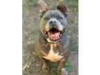 Adopt Oscar a American Staffordshire Terrier