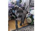 Adopt Tanzanite a Pit Bull Terrier, Labrador Retriever