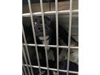 Adopt Bane a Labrador Retriever