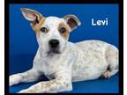 Adopt levi a Australian Cattle Dog / Blue Heeler, Mixed Breed