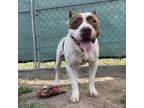 Adopt Brodi a Pit Bull Terrier