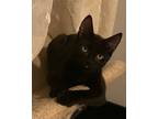 Adopt Void a Domestic Short Hair