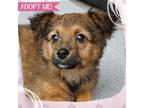 Adopt Joker a Mixed Breed