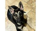 Adopt Ranger a German Shepherd Dog