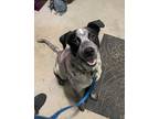 Adopt Bluey a Mixed Breed