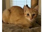 Adopt Colt a American Shorthair