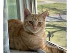 Adopt Remington a American Shorthair