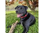 Adopt Rowan a Labrador Retriever