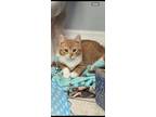 Adopt Chip (bonded with Chester) a Domestic Short Hair