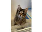 Adopt Chester (bonded with Chip) a Domestic Medium Hair