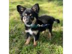 Adopt Baxter a Australian Shepherd, Mixed Breed