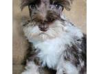 Schnauzer (Miniature) Puppy for sale in Camilla, GA, USA