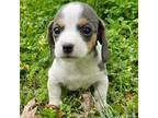 Gatlin Blue and Tan Piebald