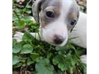 Dolly Blue and Tan Piebald