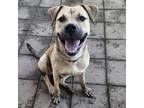 Adopt Chevy a American Staffordshire Terrier, German Shepherd Dog