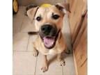 Adopt Chevy a American Staffordshire Terrier