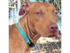 Adopt Usher a Black Mouth Cur, Mixed Breed