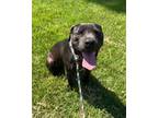 Adopt Maverick a Labrador Retriever, Mixed Breed