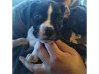 Boxer Puppy for sale in Frewsburg, NY, USA
