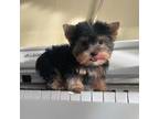 Yorkshire Terrier Puppy for sale in Plainview, NY, USA