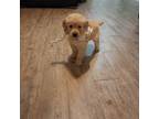 Golden Retriever Puppy for sale in Quinlan, TX, USA
