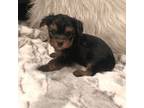 Yorkshire Terrier Puppy for sale in Mount Carmel, PA, USA