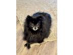 Adopt Newman a Pomeranian