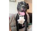 Adopt Boss a Pit Bull Terrier