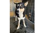 Adopt Meechi a Siberian Husky