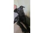 Adopt Rebel a Labrador Retriever