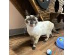 Adopt Gooseberry a Siamese