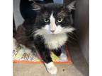 Adopt Spaz a Domestic Long Hair