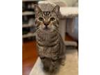 Adopt Satchmo a Domestic Short Hair