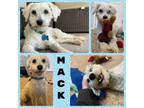 Adopt Mack a Poodle
