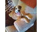 Adopt Viper a Redbone Coonhound, Bluetick Coonhound