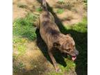 Adopt Tigger a Mountain Cur, Plott Hound