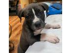 Adopt Alexander a Pit Bull Terrier