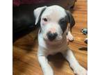 Adopt Moose a Pit Bull Terrier