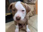 Adopt Jacob a Pit Bull Terrier