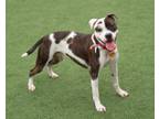 Adopt Ace a Pit Bull Terrier, Boxer