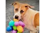 Adopt Rocco a Mixed Breed