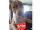 Adopt Beso a Terrier, Mixed Breed