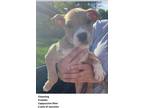Adopt Channing a Terrier, Mixed Breed