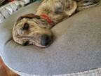 Adopt Chief a Plott Hound