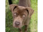 Adopt Spint a Chocolate Labrador Retriever, Terrier
