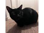 Adopt Toby a Domestic Short Hair