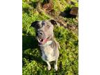 Adopt Aspen a American Staffordshire Terrier