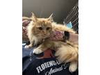 Adopt Crookshanks a Domestic Long Hair