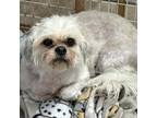 Adopt George a Shih Tzu